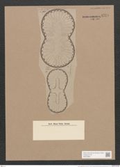 Surirella baldjikii Norm. (de-Toni-Nr.: Genus 53, Species 2300) Zeichnungen Sammlung Grunow Nr. 4751 (NHMW-BOT-W0372864)